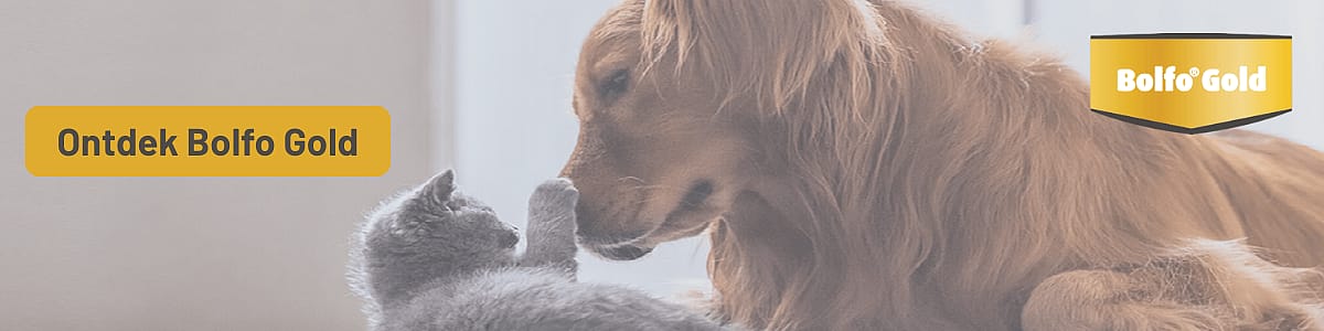 Hondje, Hond, Golden Retriever, Zoogdier, Huisdier, Hond, Golden Retriever, Zoogdier, Huisdier